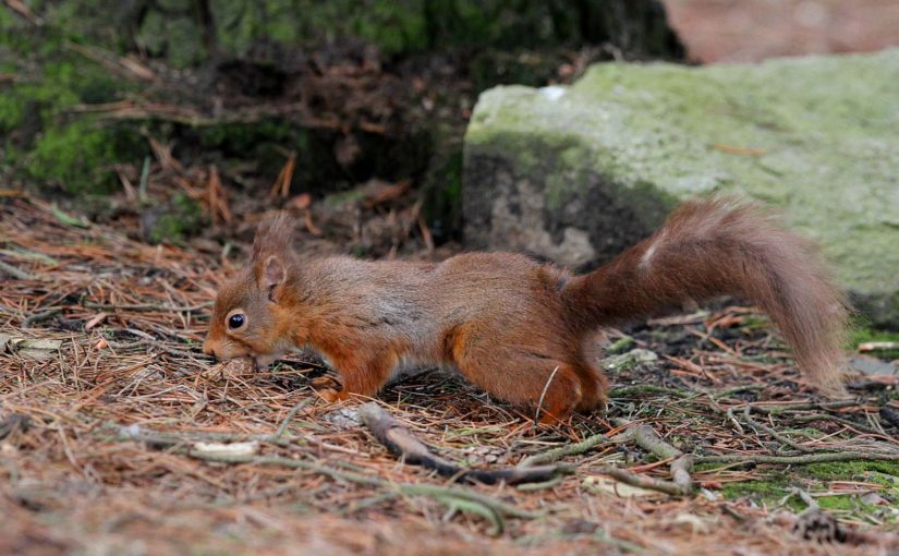 red squirrel